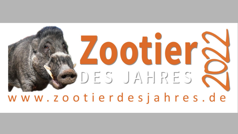Zootier des Jahres 2022: Das Pustelschwein - Keine Sau interessiert sich für bedrohte Schweine ©Zoo Leipzig