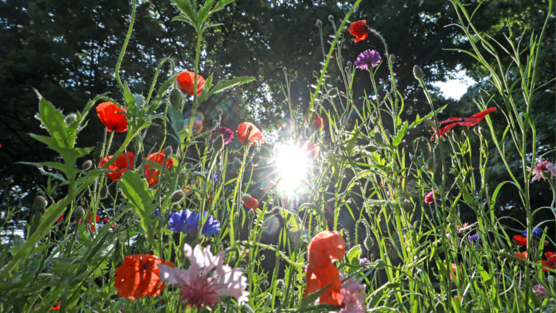 Eine Wohltat fürs Auge und für die Artenvielfalt: Farbenfroh blühende Wildblumen sind eine Bereicherung für Balkon und Garten. © djd/iglo/Marc Vollmannshause