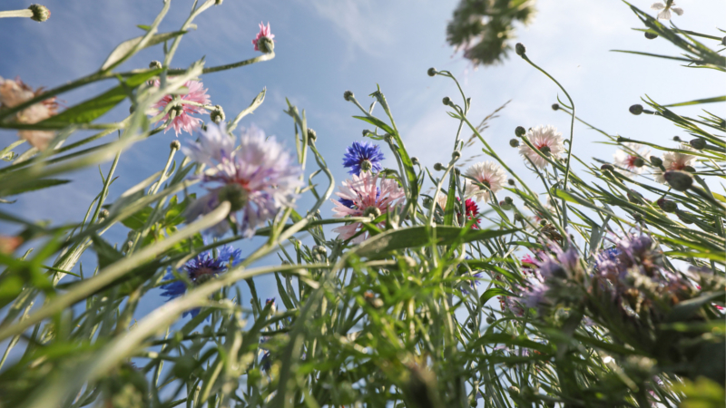 Mit der richtigen Bepflanzung können Gartenbesitzer die Insektenvielfalt fördern. © djd/iglo/Marc Vollmannshauser