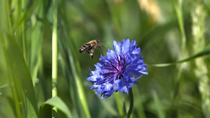 Bei Wildblumen fühlen sich auch Insekten wohl: Bienen finden hier dringend benötigte Nahrungsquellen. © djd/iglo/Marc Vollmannshauser