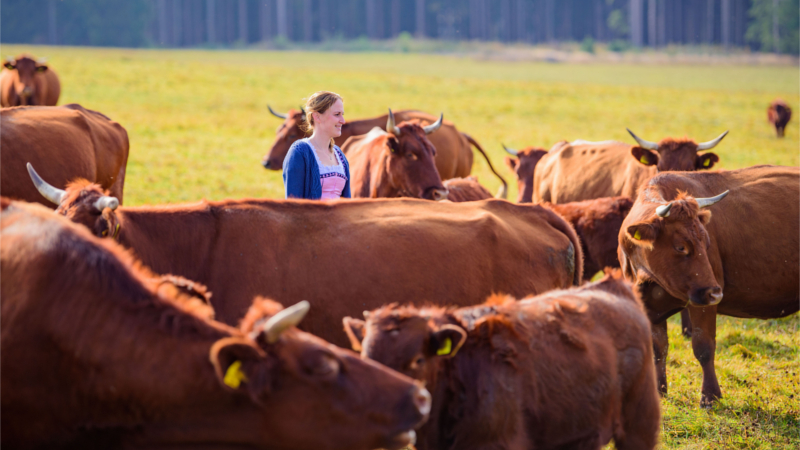 Das Harzer Rote Höhenvieh gab den Kleinbauern früher nicht nur Milch und Fleisch, sondern wurde auch zur Feldarbeit angespannt. © djd/Stadt Oberharz am Brocken/Jan Reichel 