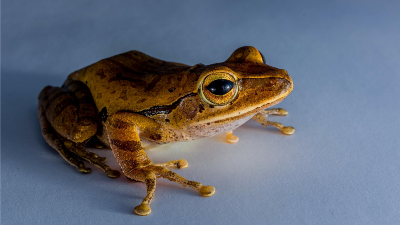 Am Samstag, 30. April 2022 ist internationaler „Save The Frogs Day“- Laubfrosch ©Josch13 (Pixabay)