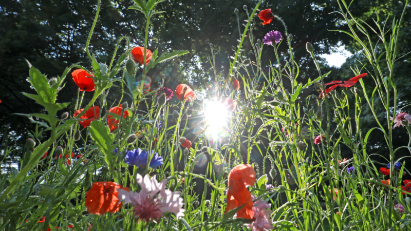 Eine Wohltat fürs Auge und für die Artenvielfalt: Farbenfroh blühende Wildblumen sind eine Bereicherung für Balkon und Garten. ©djd/iglo/Marc Vollmannshauser
