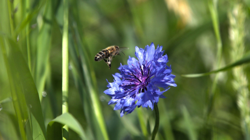 Bei Wildblumen fühlen sich auch Insekten wohl: Bienen finden hier dringend benötigte Nahrungsquellen. ©djd/iglo/Marc Vollmannshauser