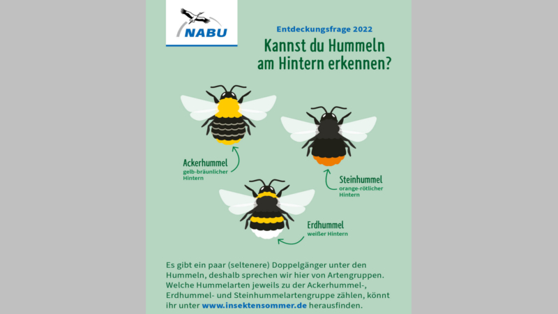 Nabu insektensommer Entdeckungsfrage ©NABU