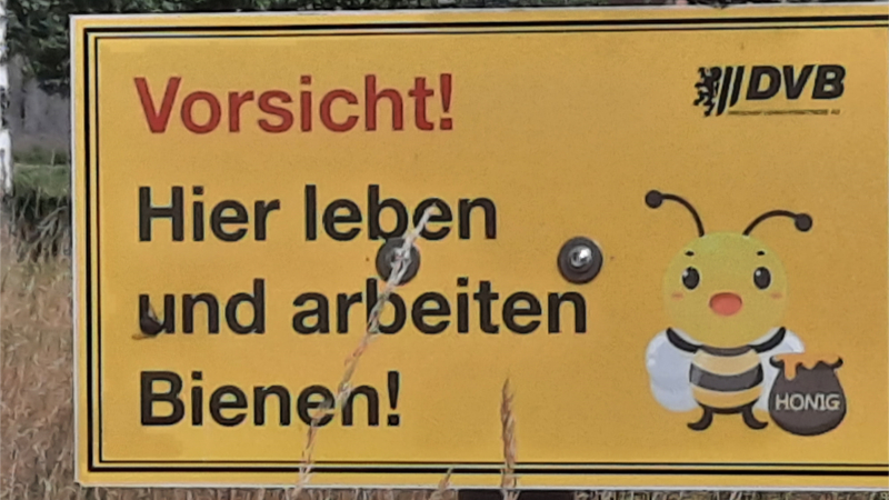 Besonders für Honigbienen interessant: Verkehrsbetriebe lassen Endpunkt Weixdorf zuwachsen ©DVB AG