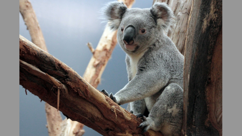 Koala Oobi Ooobi ©Zoo Leipzig