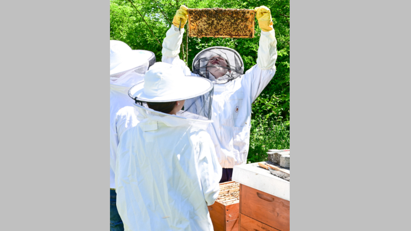 Für Imkerei-Neulinge ist es eine große Hilfe, wenn erfahrene Imkerinnen und Imker beim richtigen Umgang mit Bienen helfen. ©djd/Deutscher Imkerbund (D.I.B)/Knut Gärtner