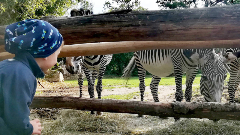 Spannende Einblicke bei den Entdeckertagen Afrika Zebras beobachten ©Zoo Leipzig