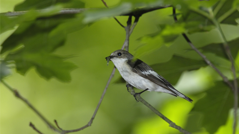 NABU: Bird-O-Mat hilft bei der Wahl zum Vogel des Jahres - Trauerschnäpper ©NABU Tom Dove