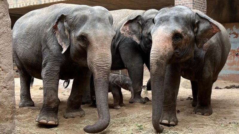 Elefantenkalb zwischen Tante Thuza Mutter Pantha und Oma Kewa   Foto: © Zoo Leipzig