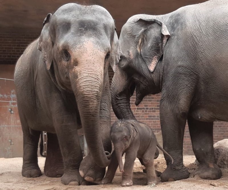 Pantha mit ihrem Sohn und ihrer Mutter Kewa    Foto: © Zoo Leipzig