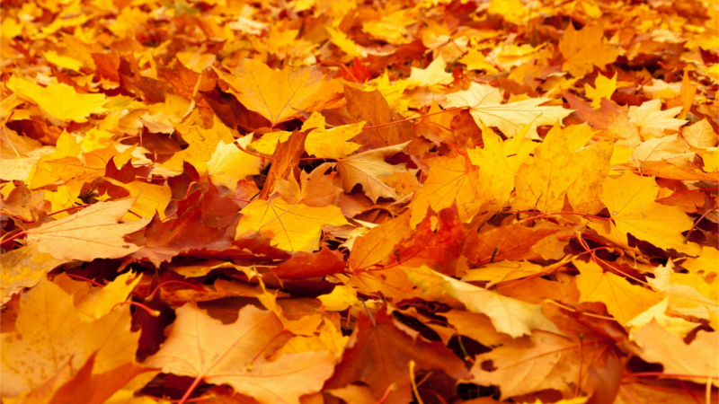 Wohin mit dem Herbstlaub? Tipps für die perfekte Entsorgung ©Symbolfoto(Pixabay)