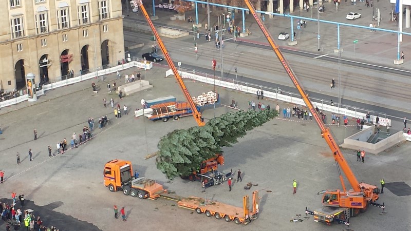 Ankunft der Baumes auf dem Altmarkt  Foto: © MeiDresden.de