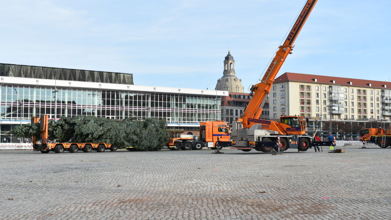 Ankunft der Baumes auf dem Altmarkt  Foto: © MeiDresden.de