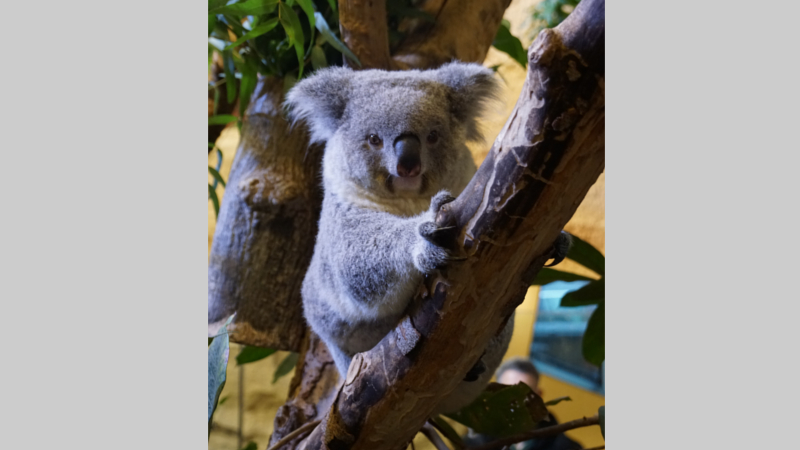 Koala Eerin Ankunft im Zoo Dresden ©Zoo Dresden