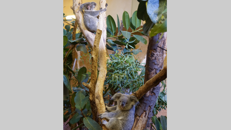 Koala Eerin (unten) Koala Sydney (oben) Ankunft im Zoo Dresden ©Zoo Dresden