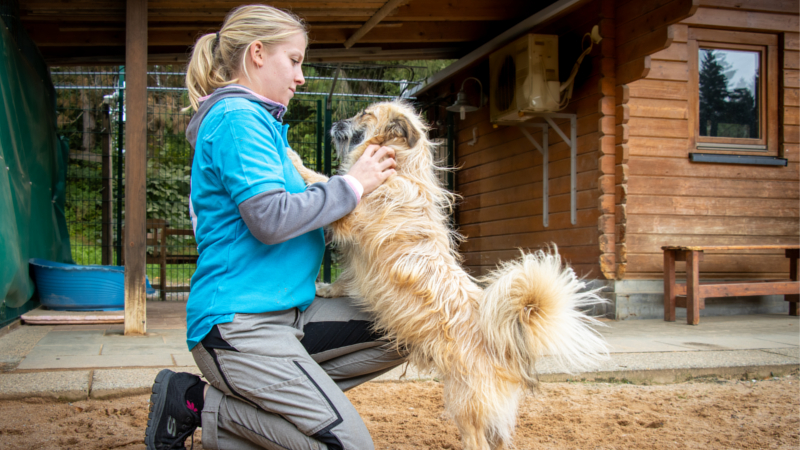 Von den steigenden Einnahmen aus der Hundesteuer haben die Tierheime und Tierheimhunde nichts. © Deutscher Tierschutzbund e.V. / Bildermitherz