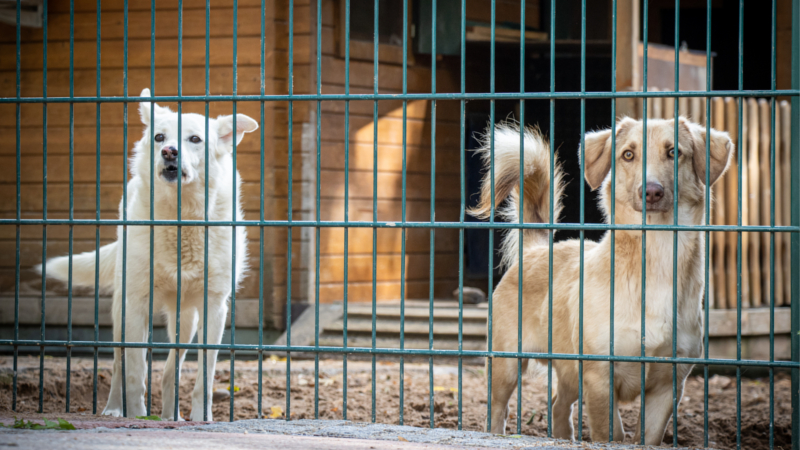 Von den steigenden Einnahmen aus der Hundesteuer haben die Tierheime und Tierheimhunde nichts. © Deutscher Tierschutzbund e.V. / Bildermitherz