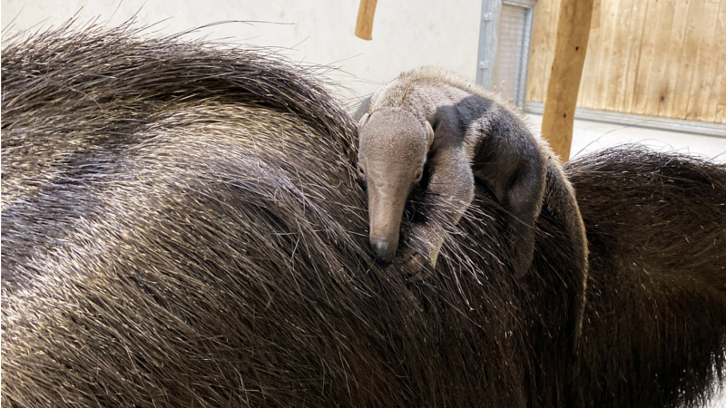 Ameisenbärenjungtier auf dem Rücken der Mutter ©Zoo Leipzig