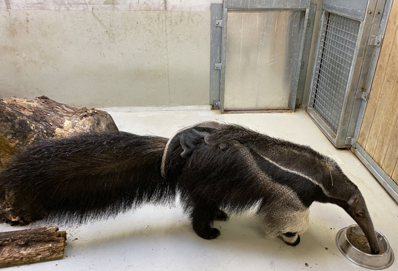 Ameisenbärenweibchen Bardana mit ihrem Jungtier im Innengehege ©Zoo Leipzig