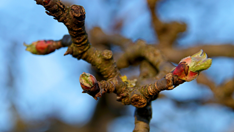 Auch Obstbäume und Beerensträucher können jetzt gestutzt werden ©Monsterkoi (Pixabay)