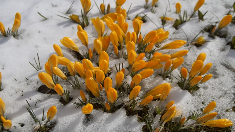 Märzwinter zum Frühlingsstart - Frost und Schnee statt milder Luft - Symbolfoto Pixabay
