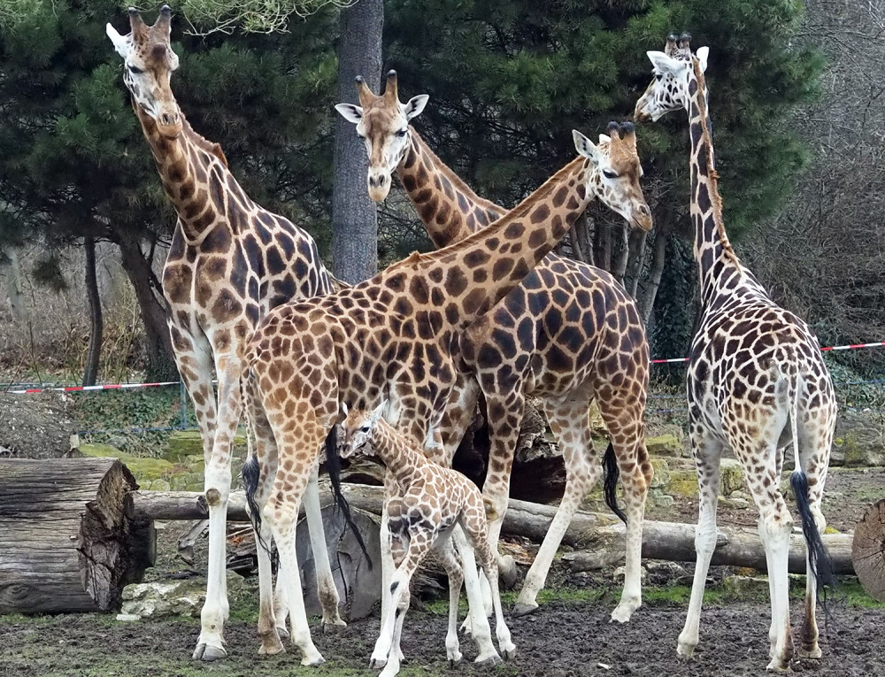 Giraffenjungtier in der Herde auf der Außenanlage   Foto: © Zoo Leipzig