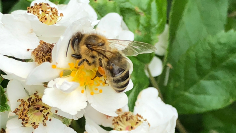 Die Blüten von Obstbäumen und Beerensträuchern liefern Honigbienen Nahrung. Zum Dank sorgen die fleißigen Bestäuberinnen für reiche Ernte. © DJD/Deutscher Imkerbund e.V.