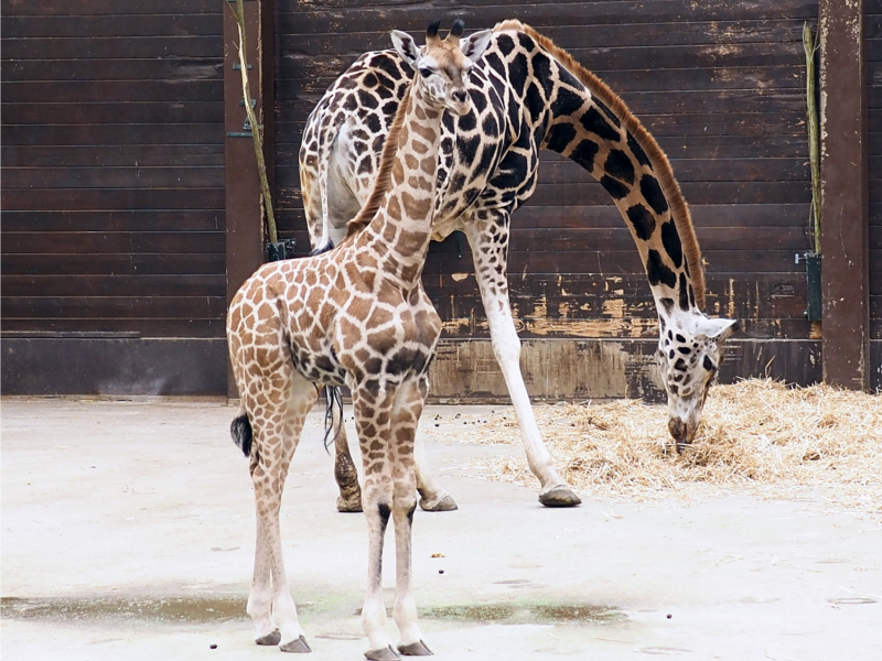 Giraffejungtier Niara beäugt neugierig die Namensbekanntmachung © Zoo Leipzig