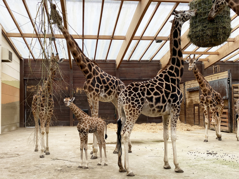 Giraffenjungtier Niara in der Herde © Zoo Leipzig