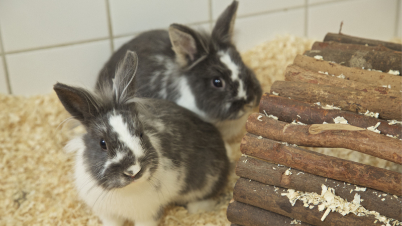 Zwergkaninchen wie diese warten in den Tierheimen auf ein neues Zuhause. ©Deutscher Tierschutzbund e.V.