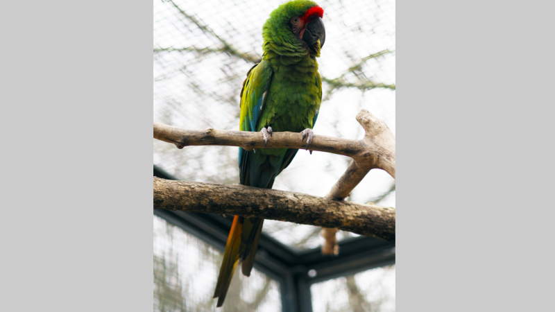 Kleiner Soldatenara © Zoo Leipzig