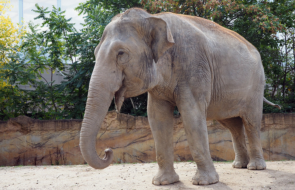 Elefantenkuh Don Chung auf der Aussenanlage im Zoo Leipzig   Foto: © Zoo Leipzig