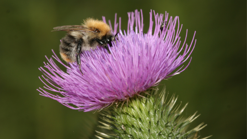 Hummel auf Gewöhnlicher Kratzdistel © NABU/ Helge May