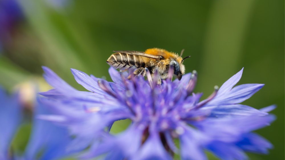 Mohn Mauerbiene ©NABU Insecticon