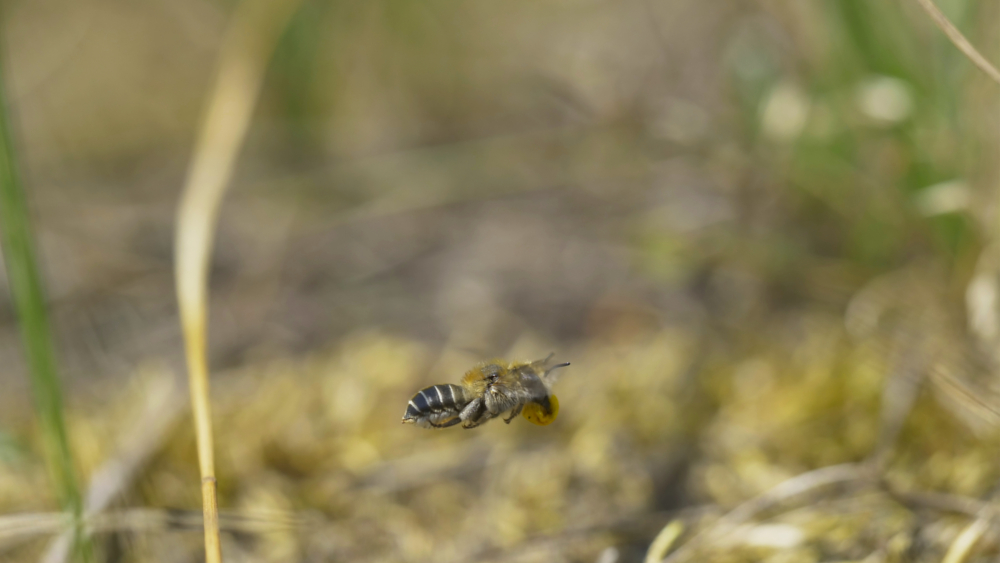 Mohn Mauerbiene im Flug ©NABU U. Püschel, L Burghardt/ Insecticon