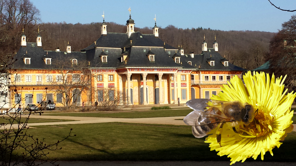 Amerikanische Faulbrut bei Bienen in Dresden-Pillnitz aufgetreten ©MeiDresden.de