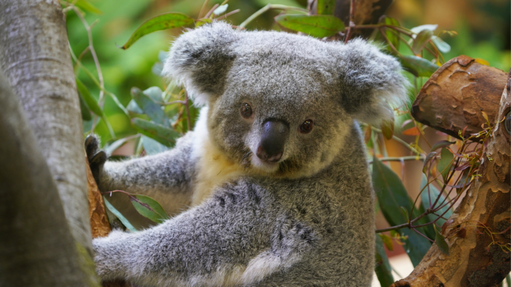 Koala Weibchen Eerin ©Zoo Dresden