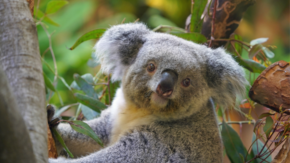 Koala Weibchen Eerin ©Zoo Dresden