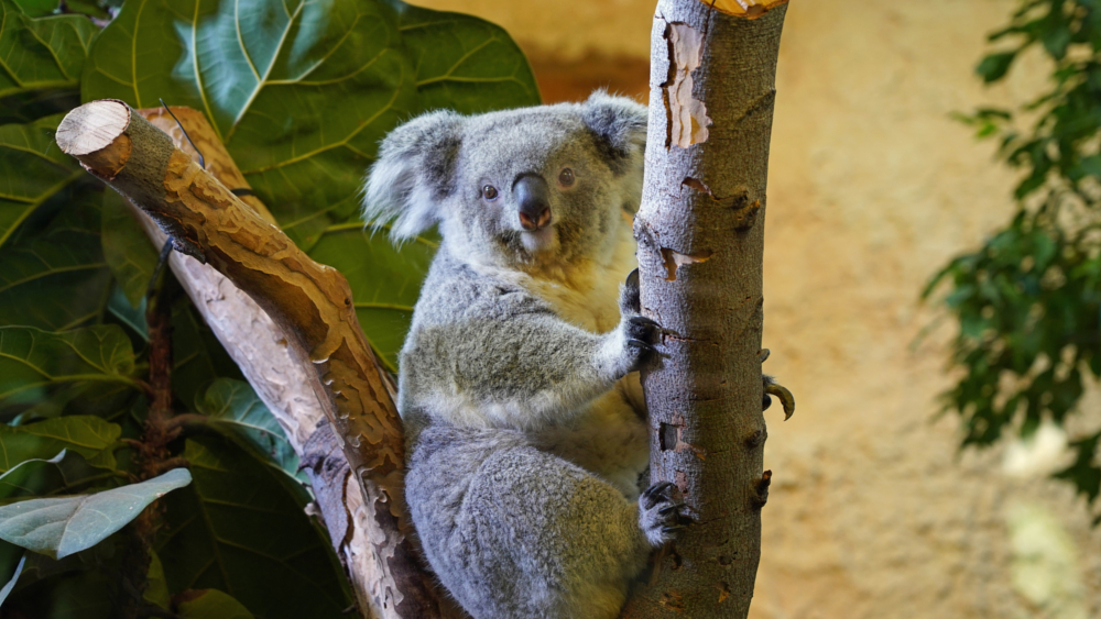 Koala Weibchen Eerin ©Zoo Dresden