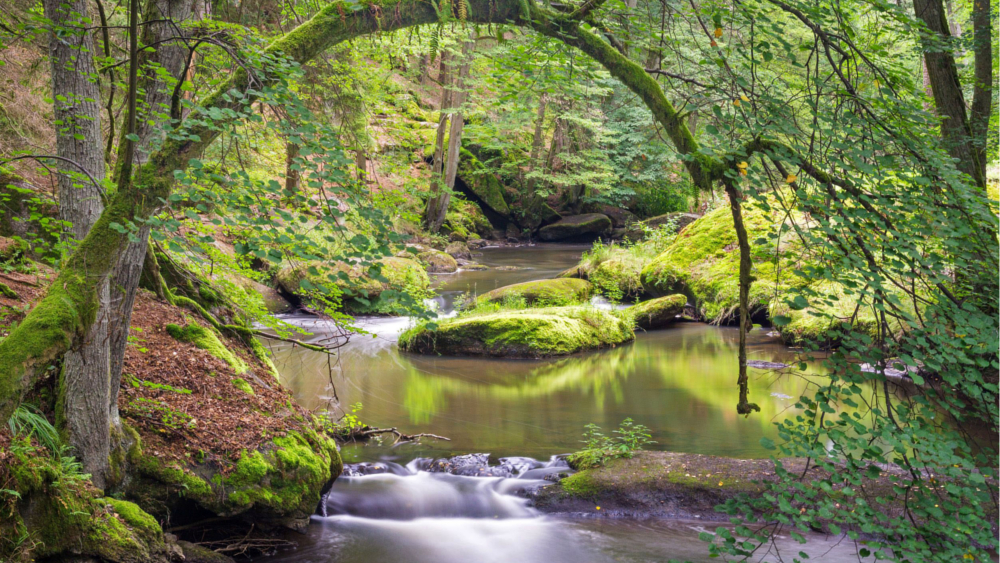 Eine Etappe des Goldsteigs führt von Falkenberg durch das märchenhafte und wildromantische Waldnaabtal. Foto: DJD/Tourismuszentrum Oberpfälzer Wald/Matthias Kunz