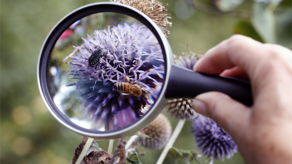 Insektenzählung im Garten von Anne Rixmann in Köln Klettenberg ©NABU M. Sieber