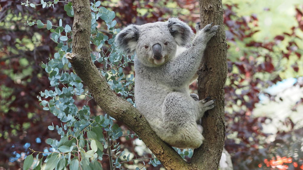 Koalamännchen Yuma auf der Außenanlage © Zoo Leipzig