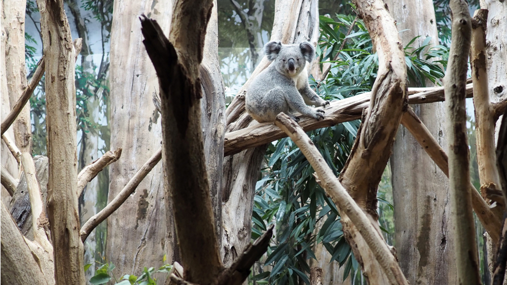 Koalamännchen Yuma im Schaugehege des Koala Hauses © Zoo Leipzig