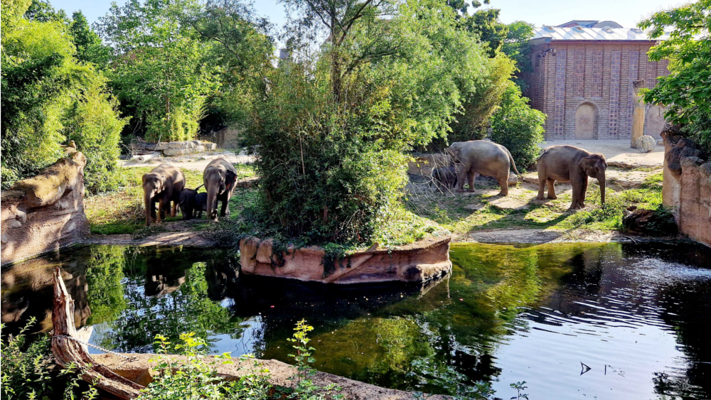 Sommerfeeling am Elefantentempel ©Zoo Leipzig