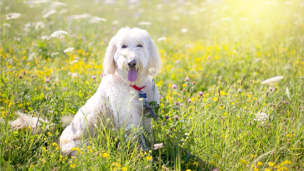 Im Volksmund sind die Hundstage die heißeste Zeit des Jahres von Ende Juli bis Mitte August. © Jill Wellington (Pixabay)