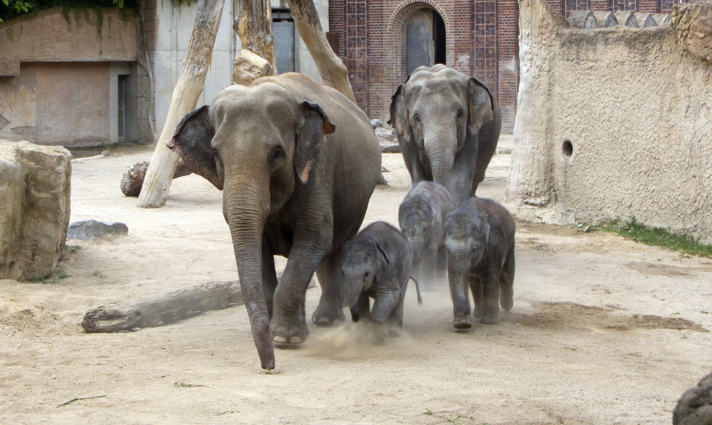 Elefantennachwuchs im Zoo Leipzig     Foto: © Zoo Leipzig