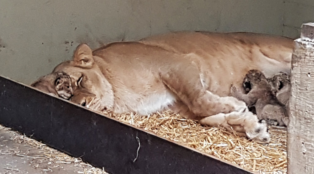 Kigali mit Löwennachwuchs   Foto: © Zoo Leipzig