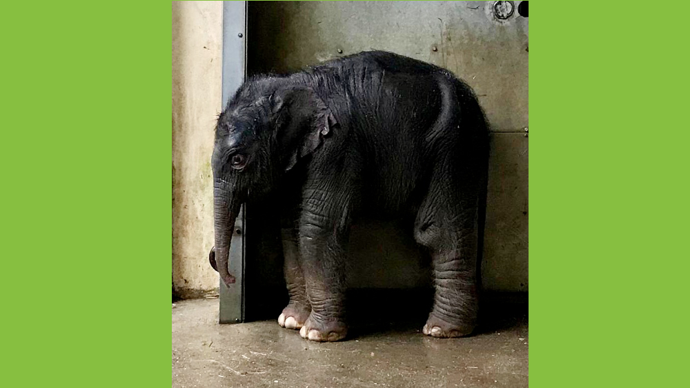 Das frischgeborene Kalb von Rani ©Zoo Leipzig